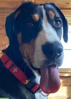 Junge liebe Grosse Schweizer Sennenhund Hündin