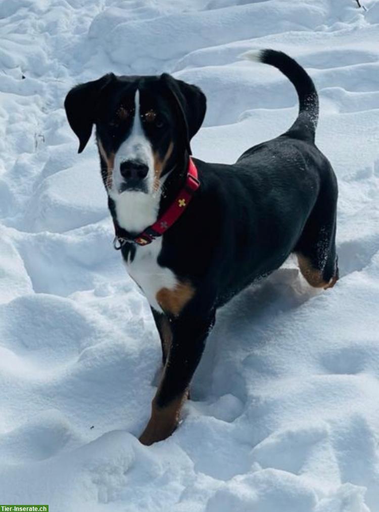 Bild 3: Junge liebe Grosse Schweizer Sennenhund Hündin