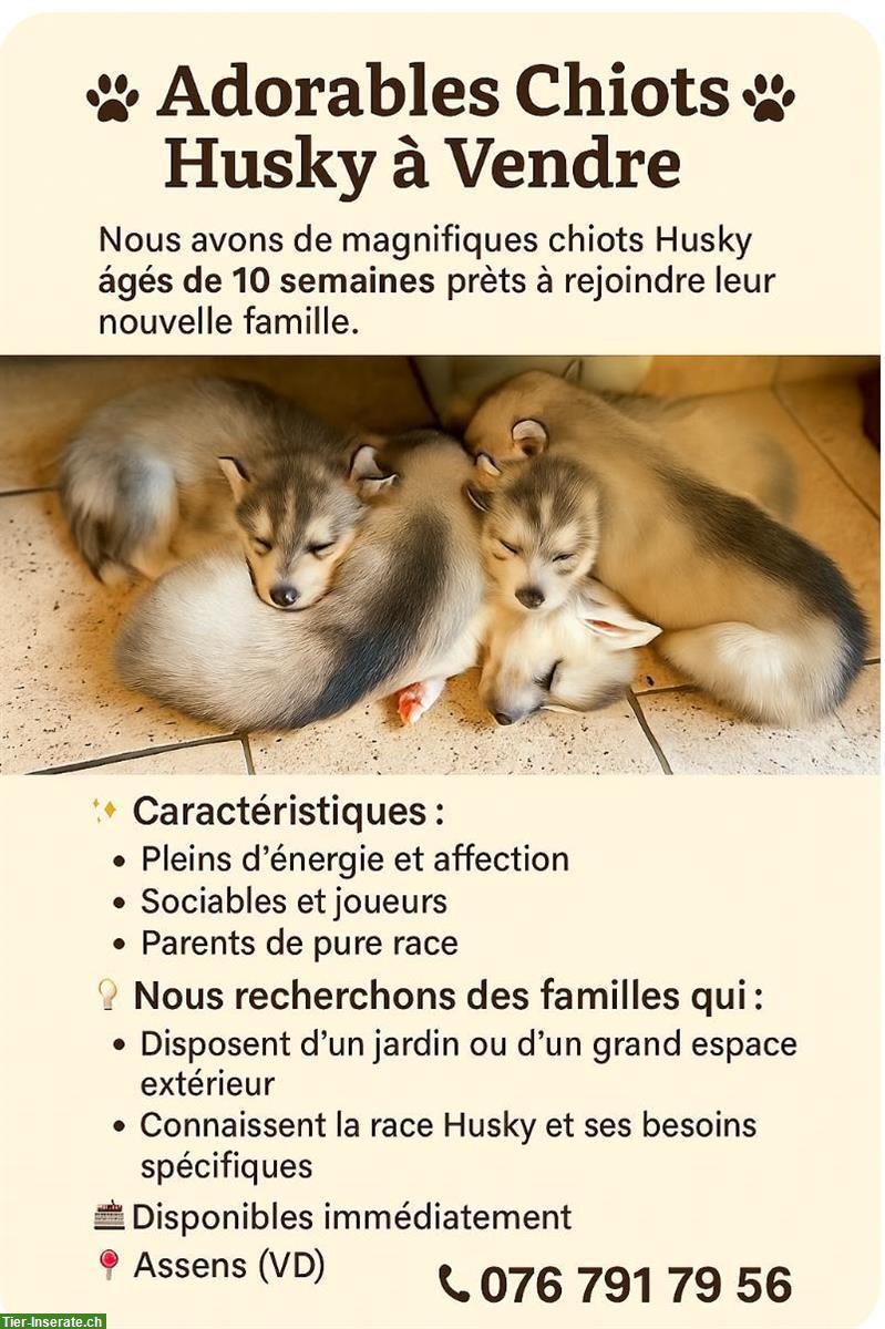Siberian Husky Welpen, Chiots
