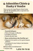 Siberian Husky Welpen, Chiots