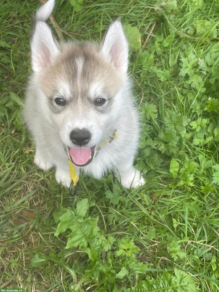 Bild 3: Siberian Husky Welpen, Chiots