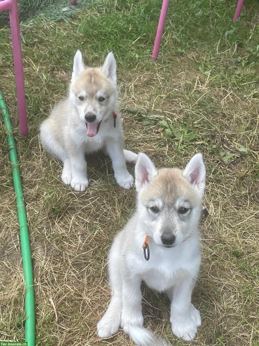 Bild 4: Siberian Husky Welpen, Chiots