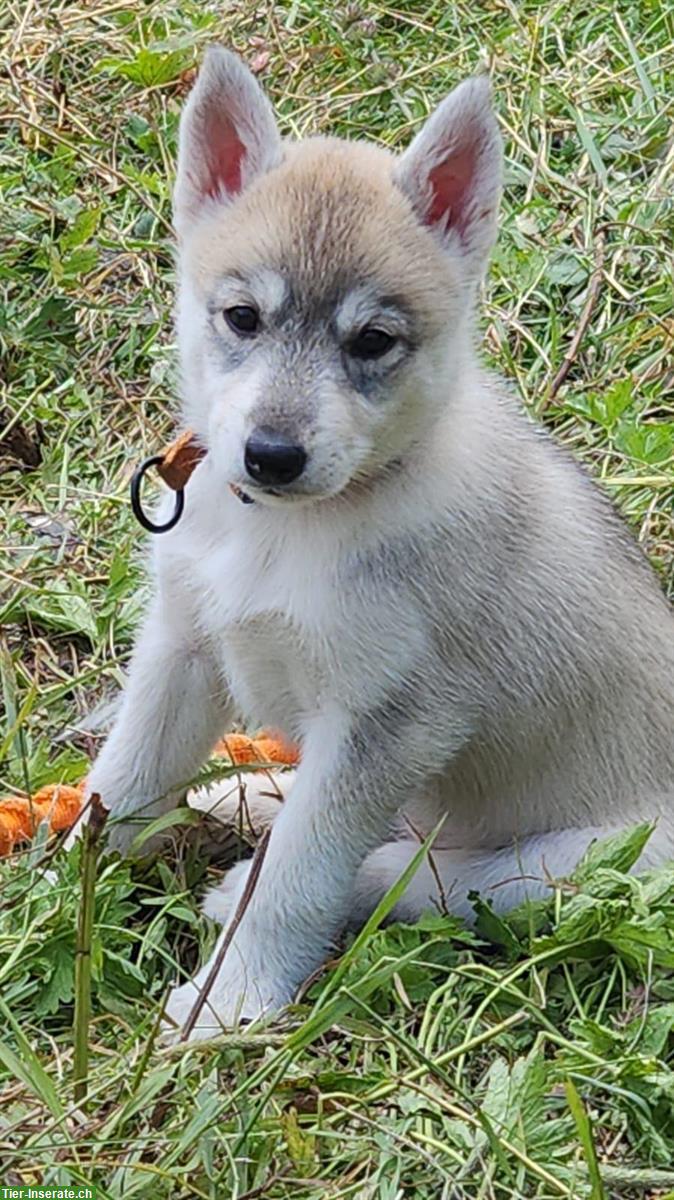 Bild 5: Siberian Husky Welpen, Chiots