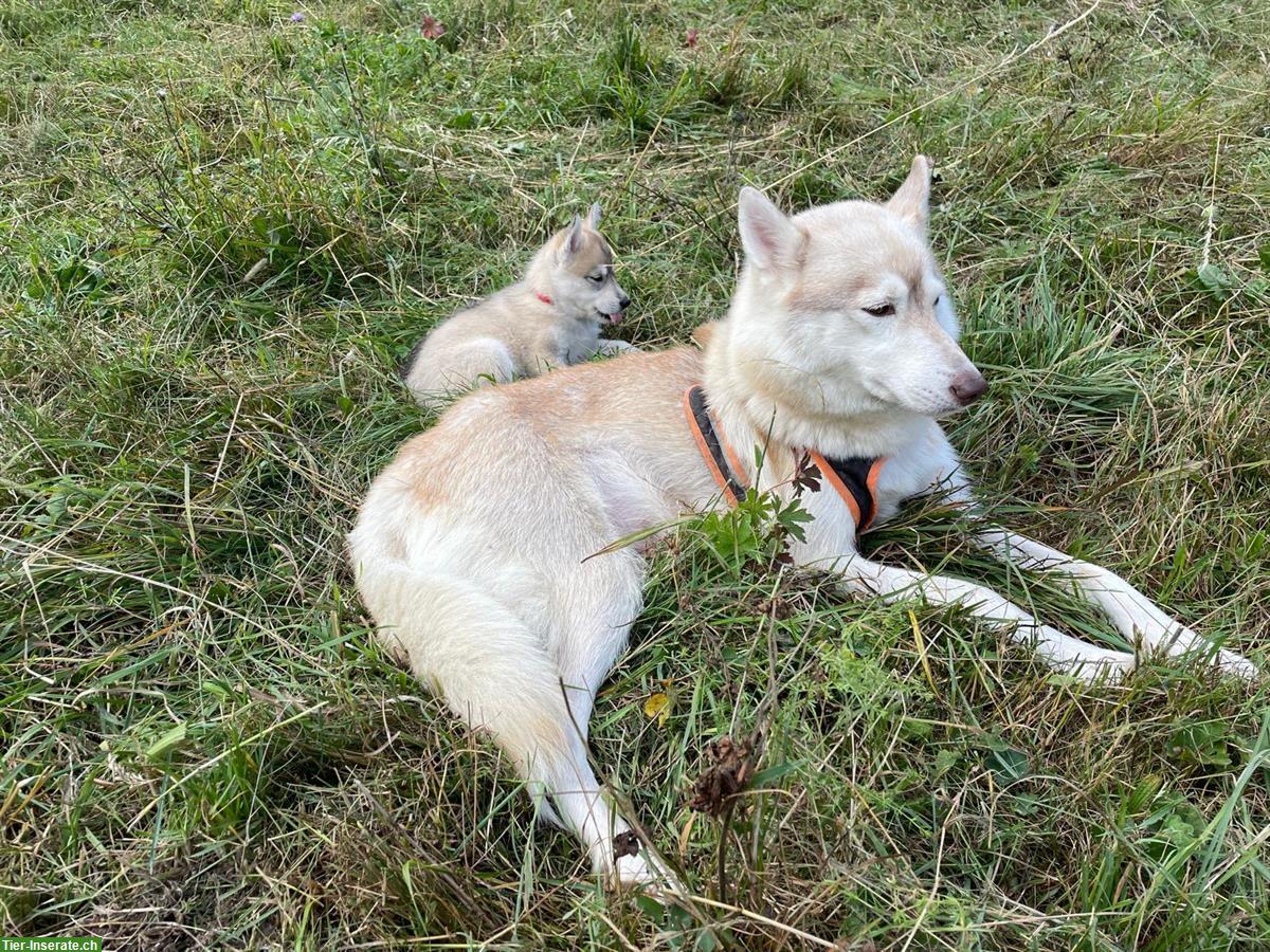 Bild 6: Siberian Husky Welpen, Chiots