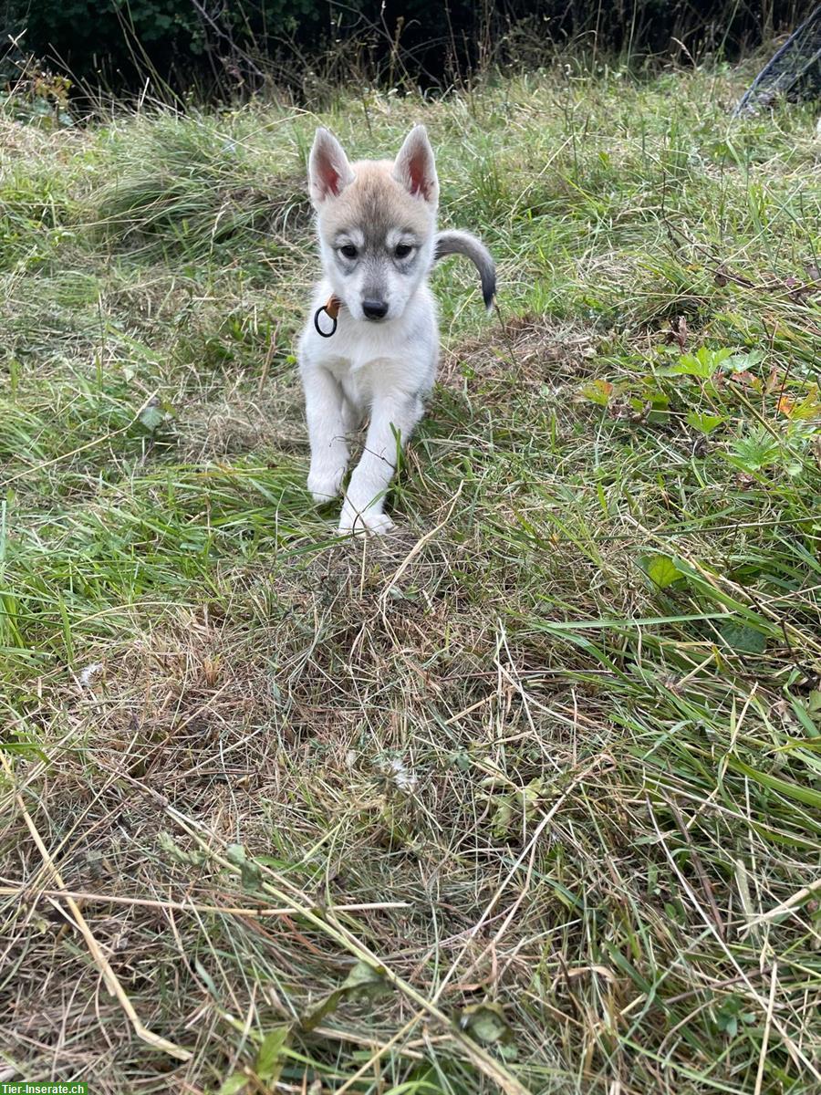 Bild 7: Siberian Husky Welpen, Chiots