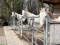 Reitbeteiligung für 2 Pferde 🐴 in Gommiswald SG