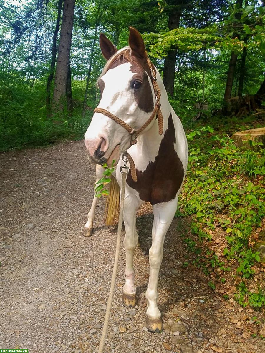 Bild 10: Reitbeteiligung für 2 Pferde 🐴 in Gommiswald SG