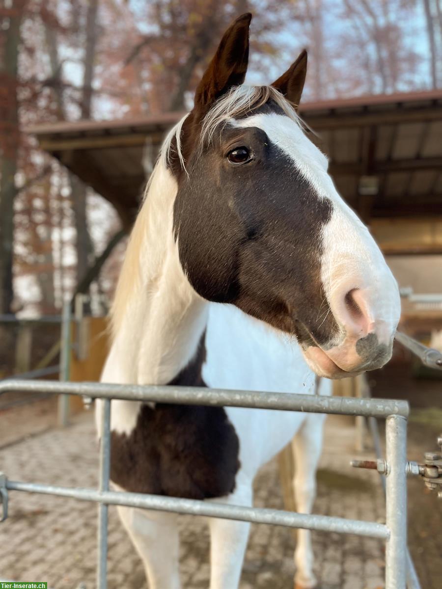 Bild 2: Reitbeteiligung für 2 Pferde 🐴 in Gommiswald SG
