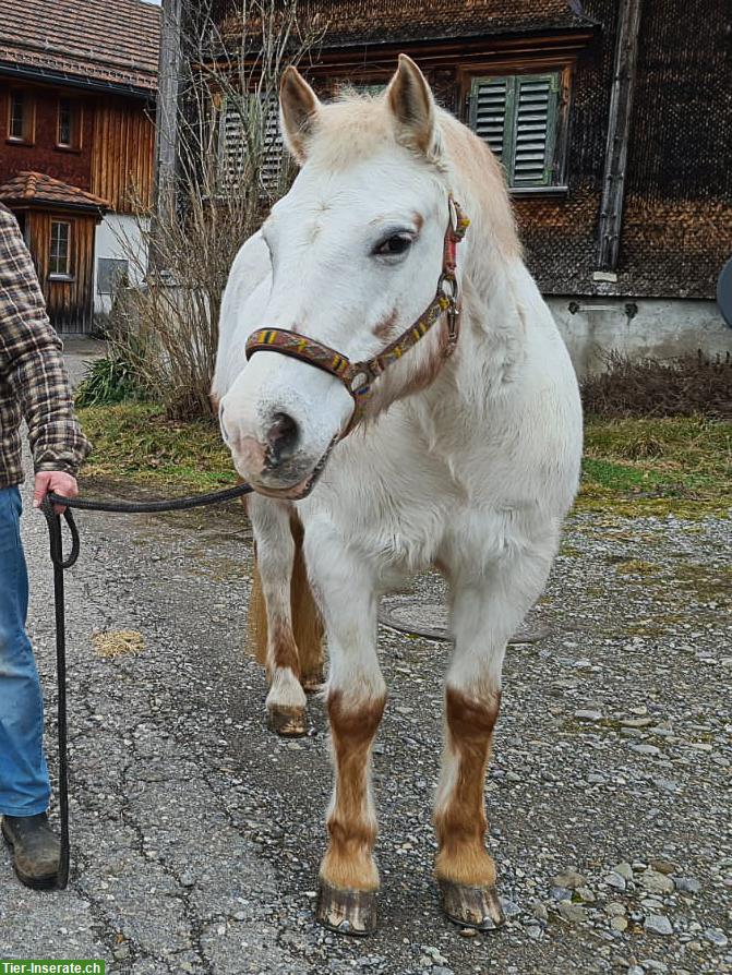 Bild 3: Reitbeteiligung für 2 Pferde 🐴 in Gommiswald SG