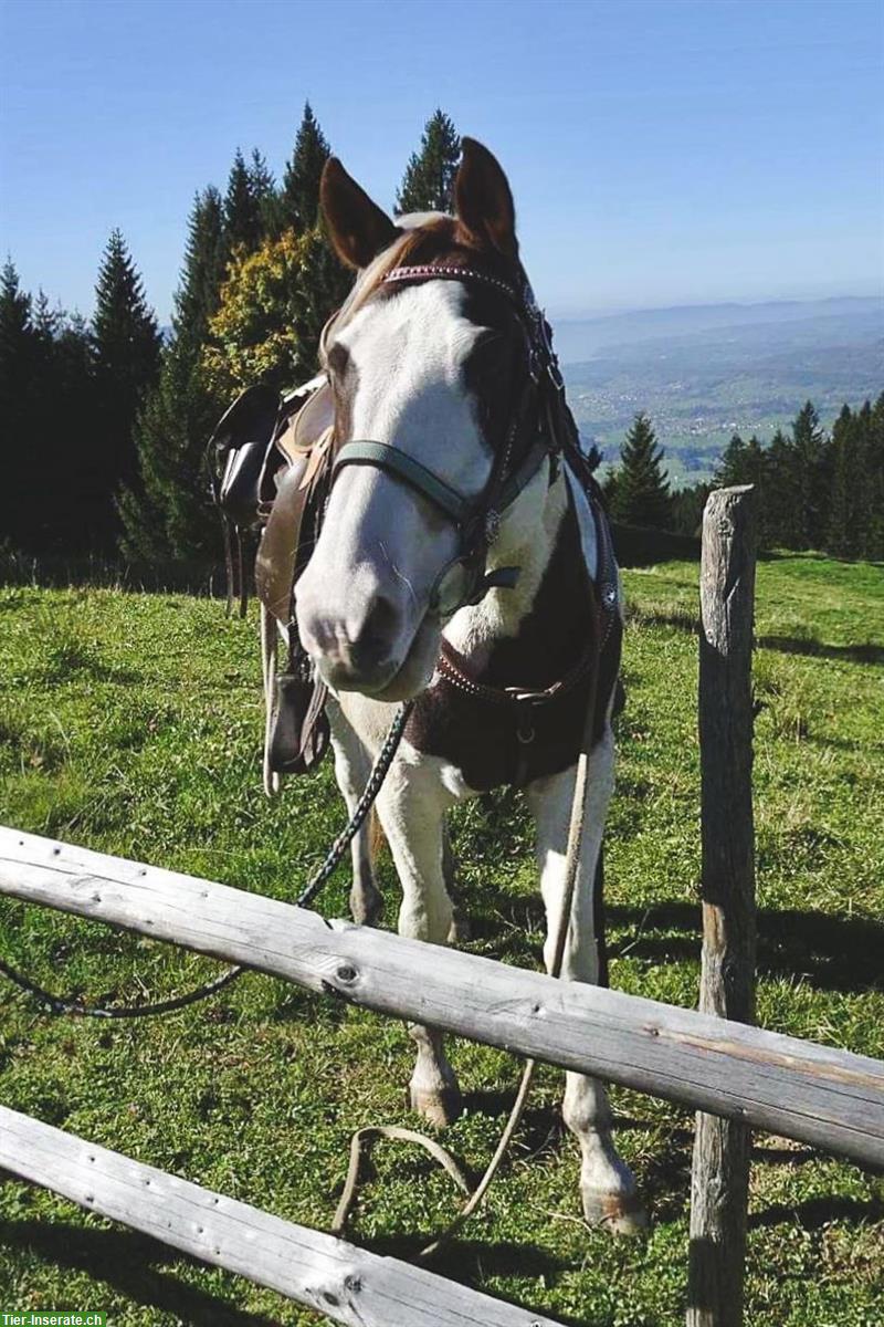Bild 5: Reitbeteiligung für 2 Pferde 🐴 in Gommiswald SG