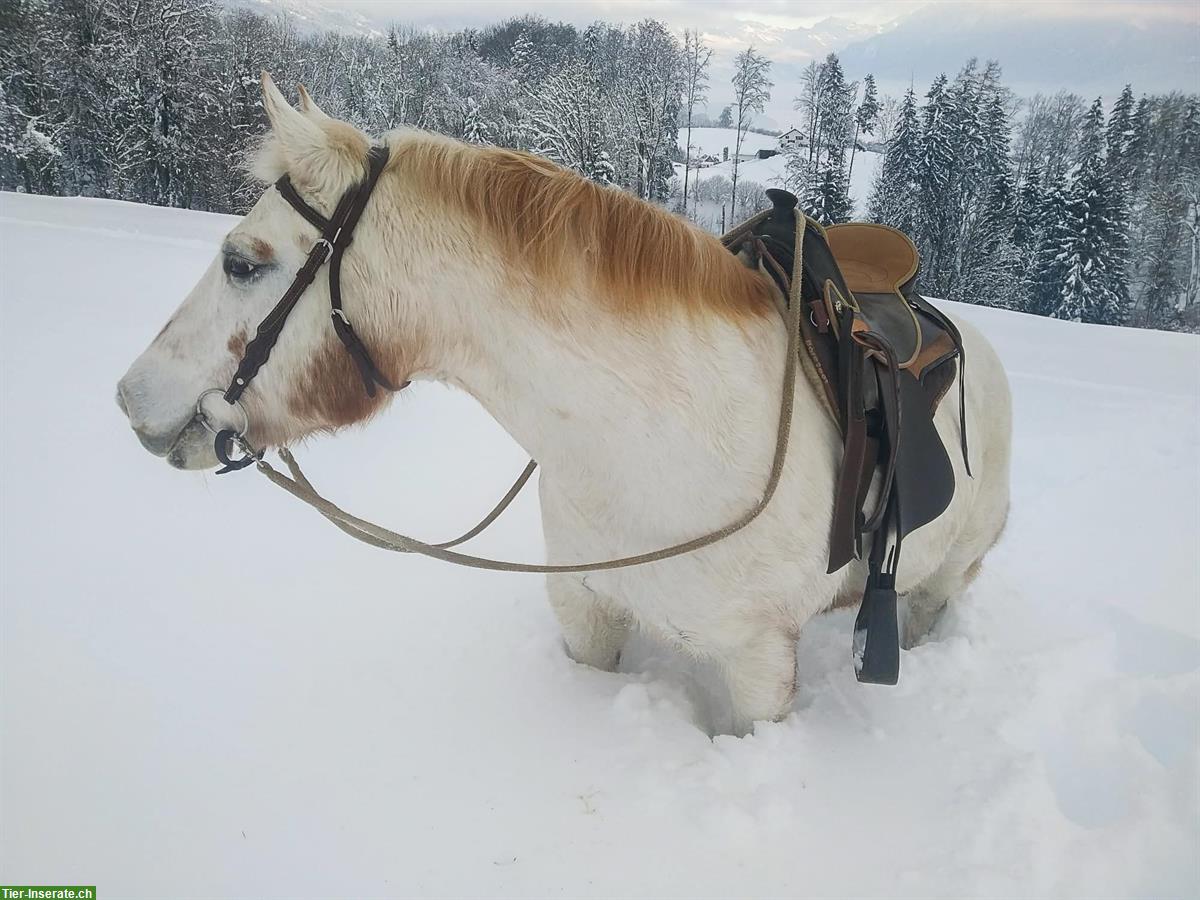 Bild 7: Reitbeteiligung für 2 Pferde 🐴 in Gommiswald SG