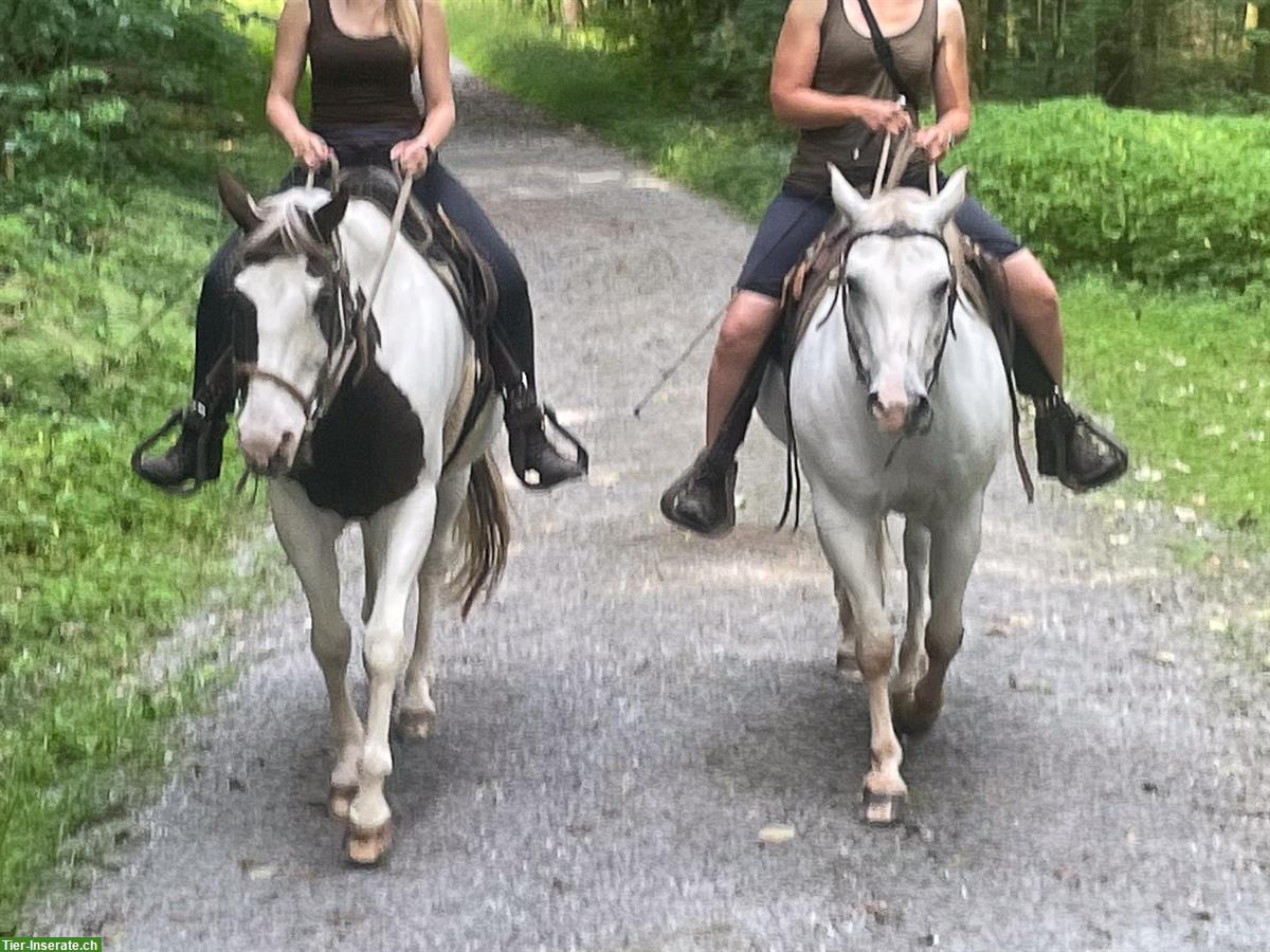 Bild 8: Reitbeteiligung für 2 Pferde 🐴 in Gommiswald SG