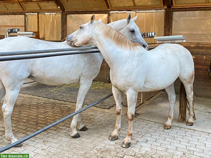 Bild 9: Reitbeteiligung für 2 Pferde 🐴 in Gommiswald SG