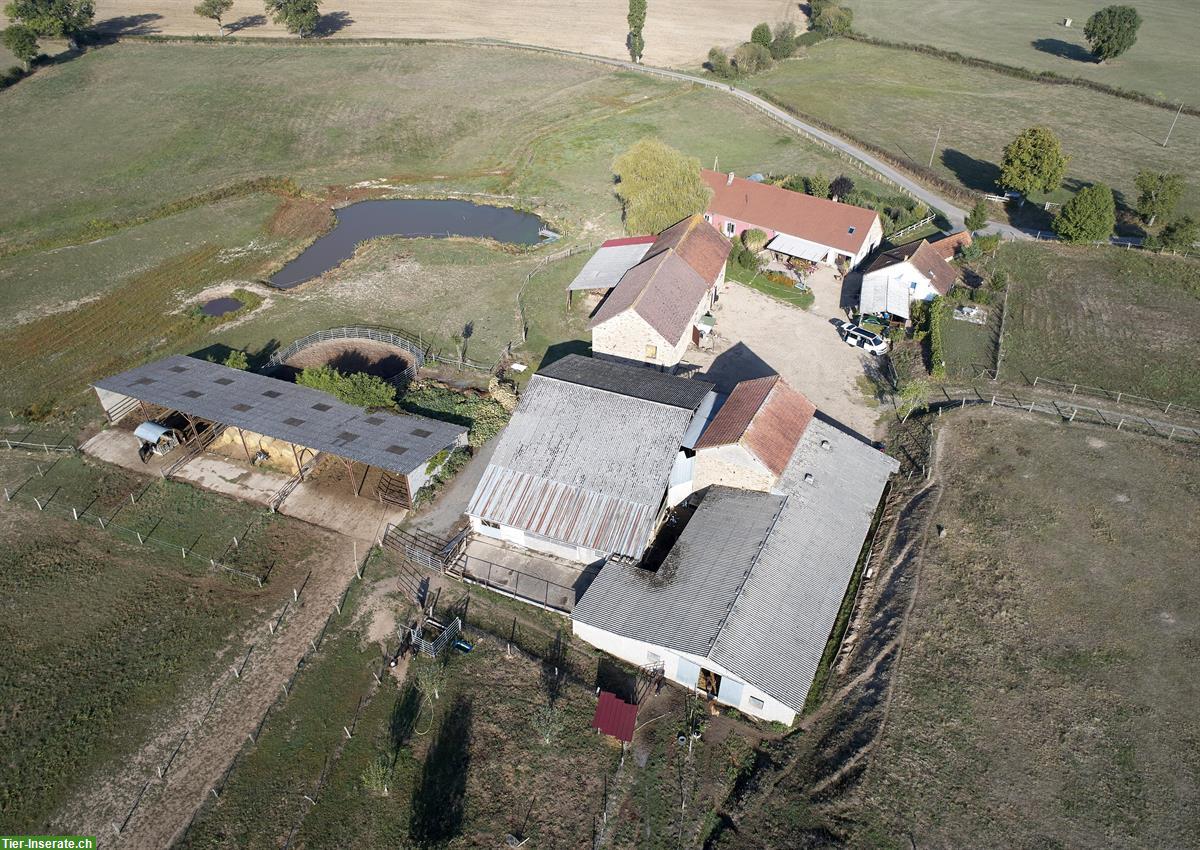 Verkauf: Landwirtschafts-Hof in Saône et Loire im Burgund F