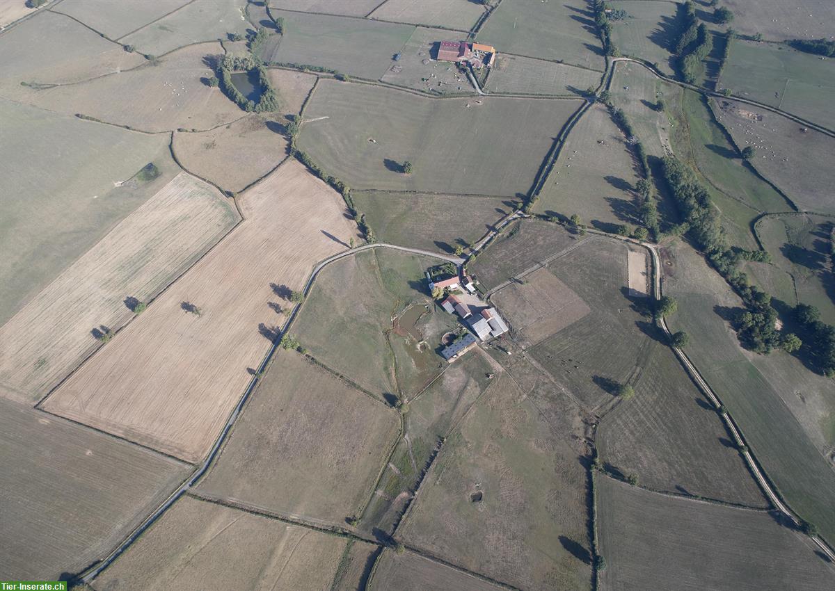 Bild 2: Verkauf: Landwirtschafts-Hof in Saône et Loire im Burgund F