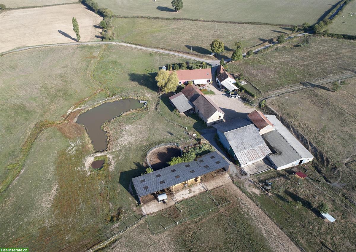 Bild 5: Verkauf: Landwirtschafts-Hof in Saône et Loire im Burgund F