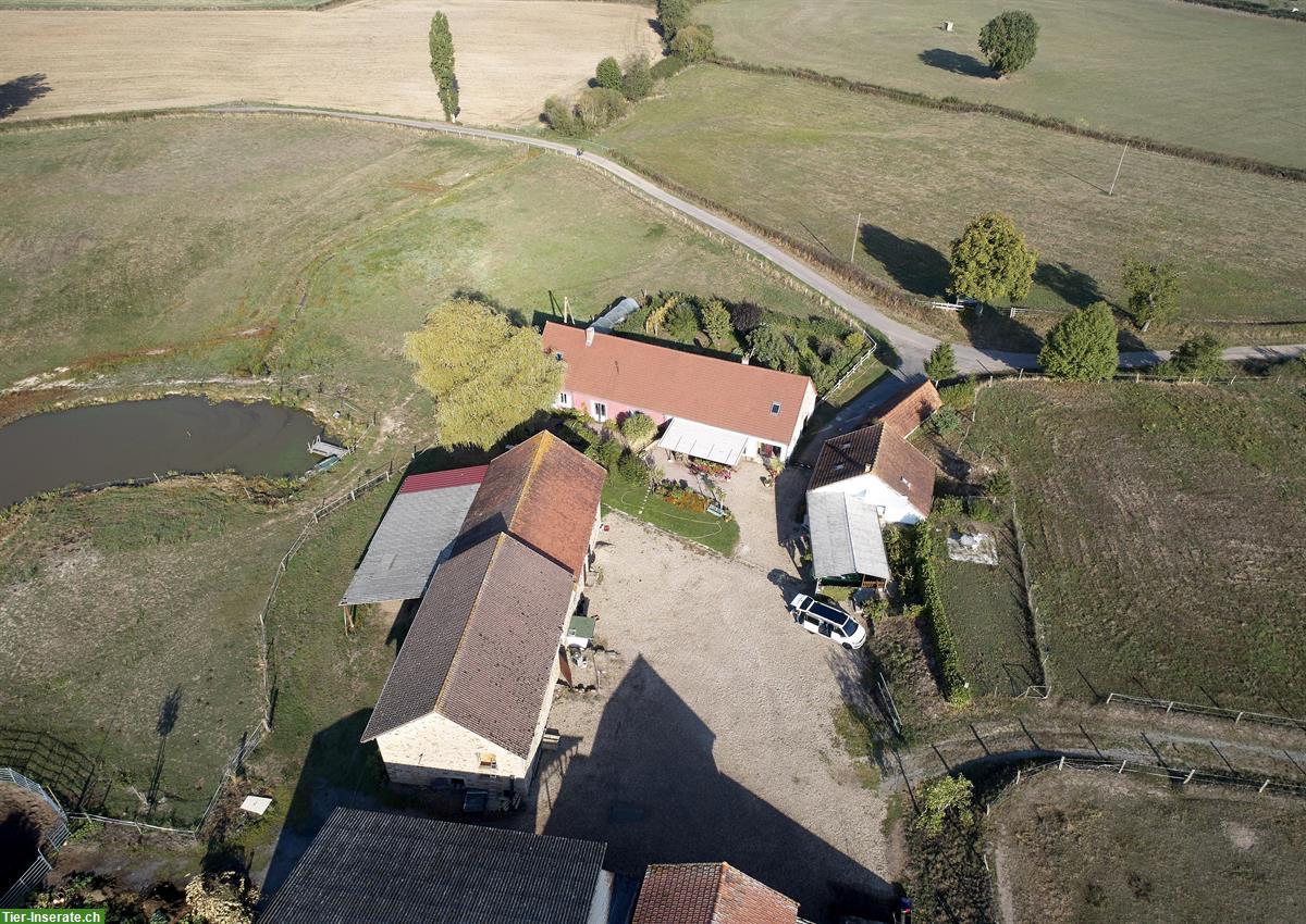Bild 6: Verkauf: Landwirtschafts-Hof in Saône et Loire im Burgund F
