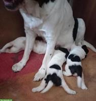 English Springerspaniel x Bernersennen WELPEN aus CH-Zucht