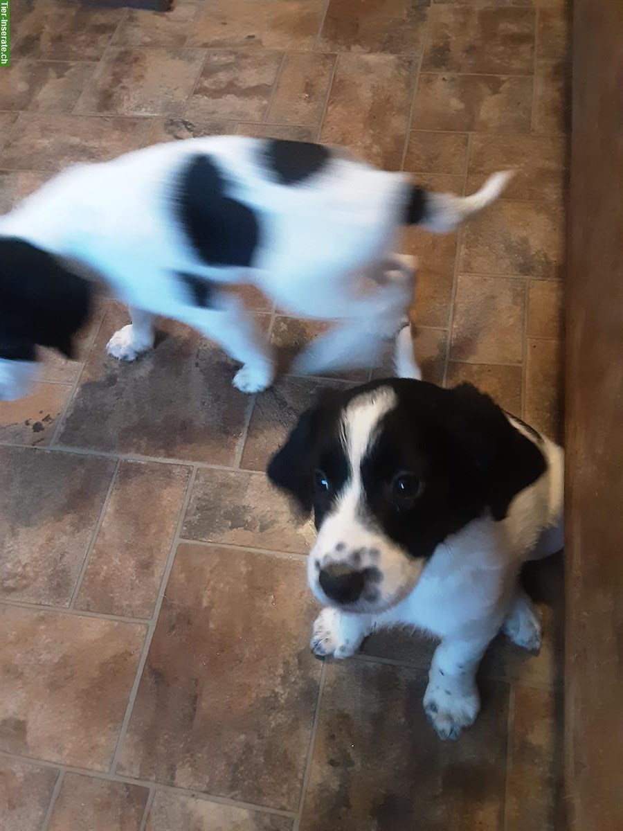 Bild 2: English Springerspaniel x Bernersennen WELPEN aus CH-Zucht