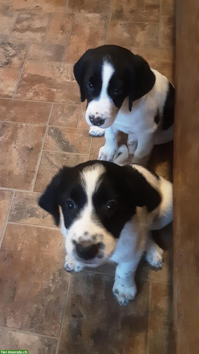 Bild 3: English Springerspaniel x Bernersennen WELPEN aus CH-Zucht
