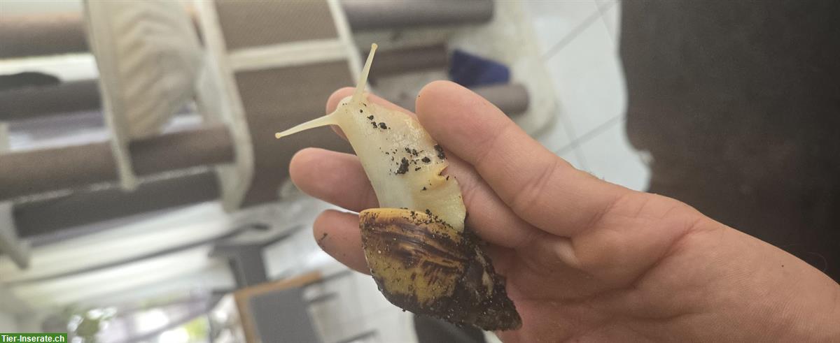 Bild 2: Riesenschnecken zu verschenken