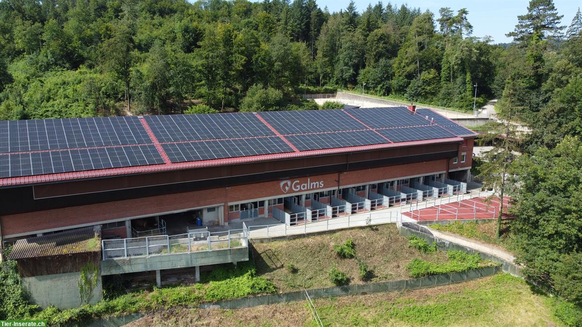 Freie Innen- und Auslaufboxen in Lausen BL