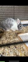 Zwergkaninchen Nala sucht ein neues Zuhause
