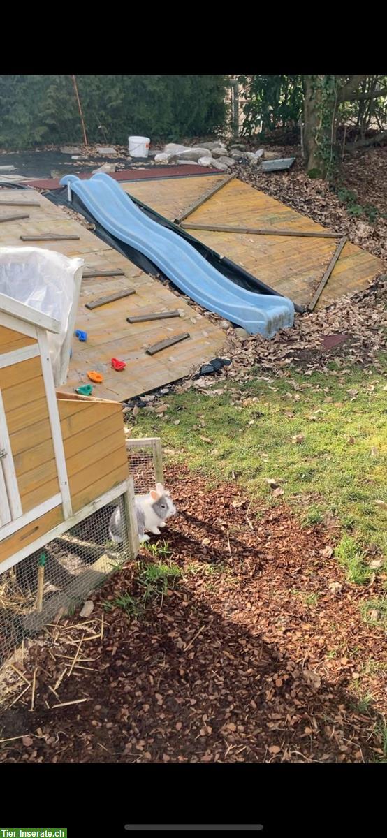 Bild 2: Zwergkaninchen Nala sucht ein neues Zuhause