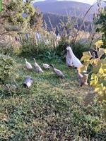 Junge Laufenten aus Naturbrut suchen ein Zuhause