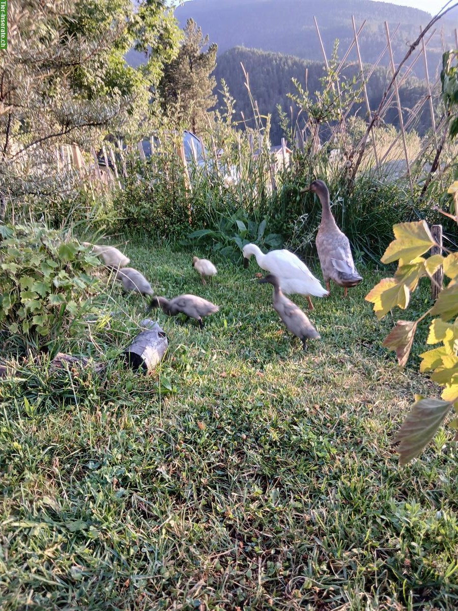 Bild 2: Junge Laufenten aus Naturbrut suchen ein Zuhause