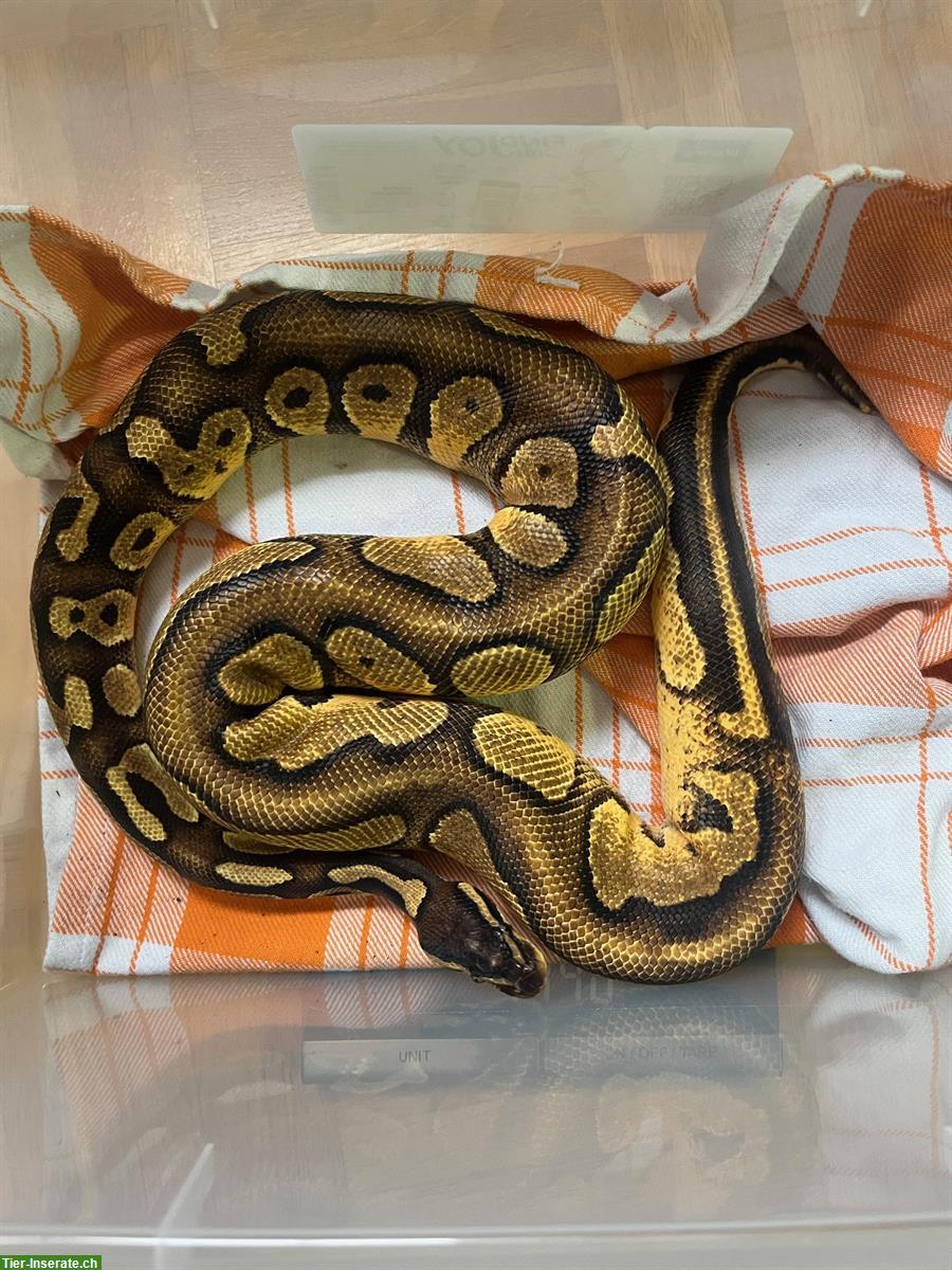 Blackhead Enchi Pastel zu verkaufen, auch inkl. Terrarium