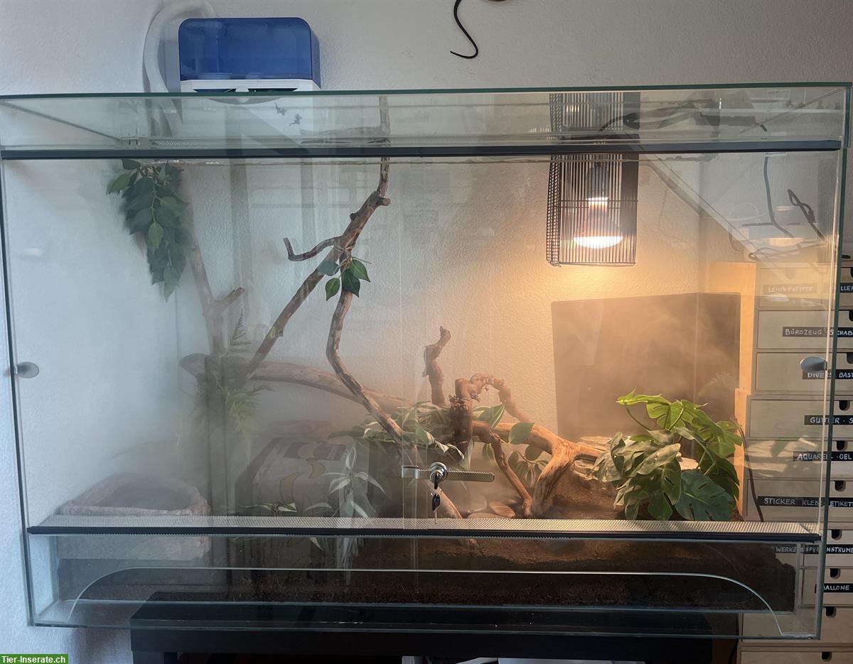 Bild 2: Blackhead Enchi Pastel zu verkaufen, auch inkl. Terrarium