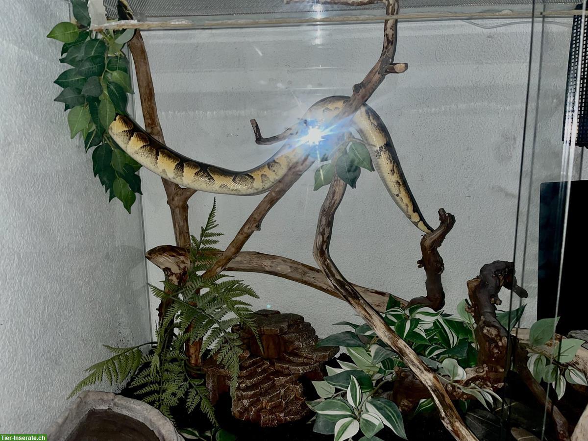 Bild 3: Blackhead Enchi Pastel zu verkaufen, auch inkl. Terrarium