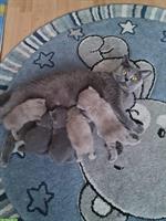 Reinrassige BKH Kitten aus seriösem Zucht