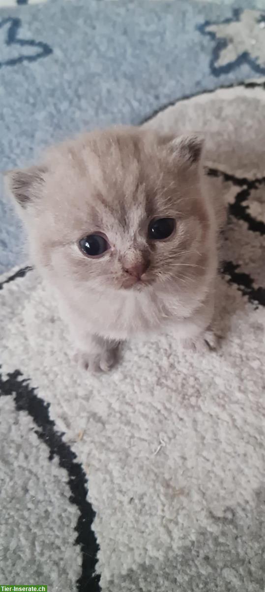 Bild 2: Reinrassige BKH Kitten aus seriösem Zucht