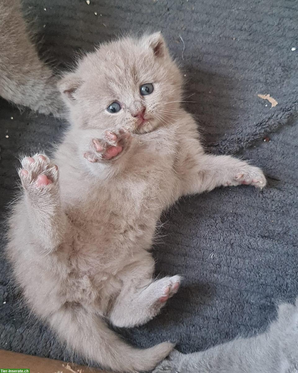 Bild 3: Reinrassige BKH Kitten aus seriösem Zucht