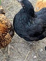 Zwerg Orpington Junghennen zu verkaufen