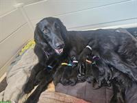 Flat Coated Retriever Welpen mit CH-Heimtierpass