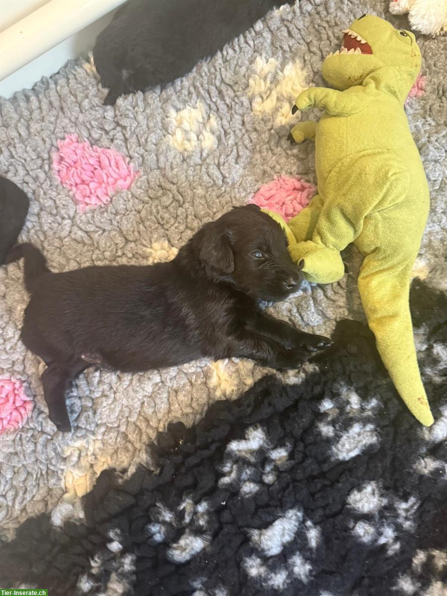 Bild 2: Flat Coated Retriever Welpen mit CH-Heimtierpass