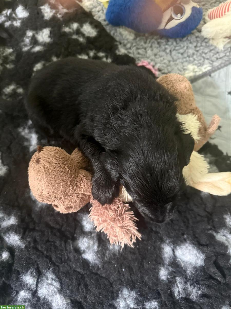 Bild 4: Flat Coated Retriever Welpen mit CH-Heimtierpass