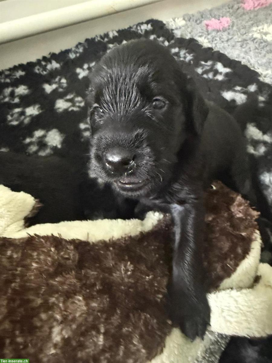 Bild 5: Flat Coated Retriever Welpen mit CH-Heimtierpass