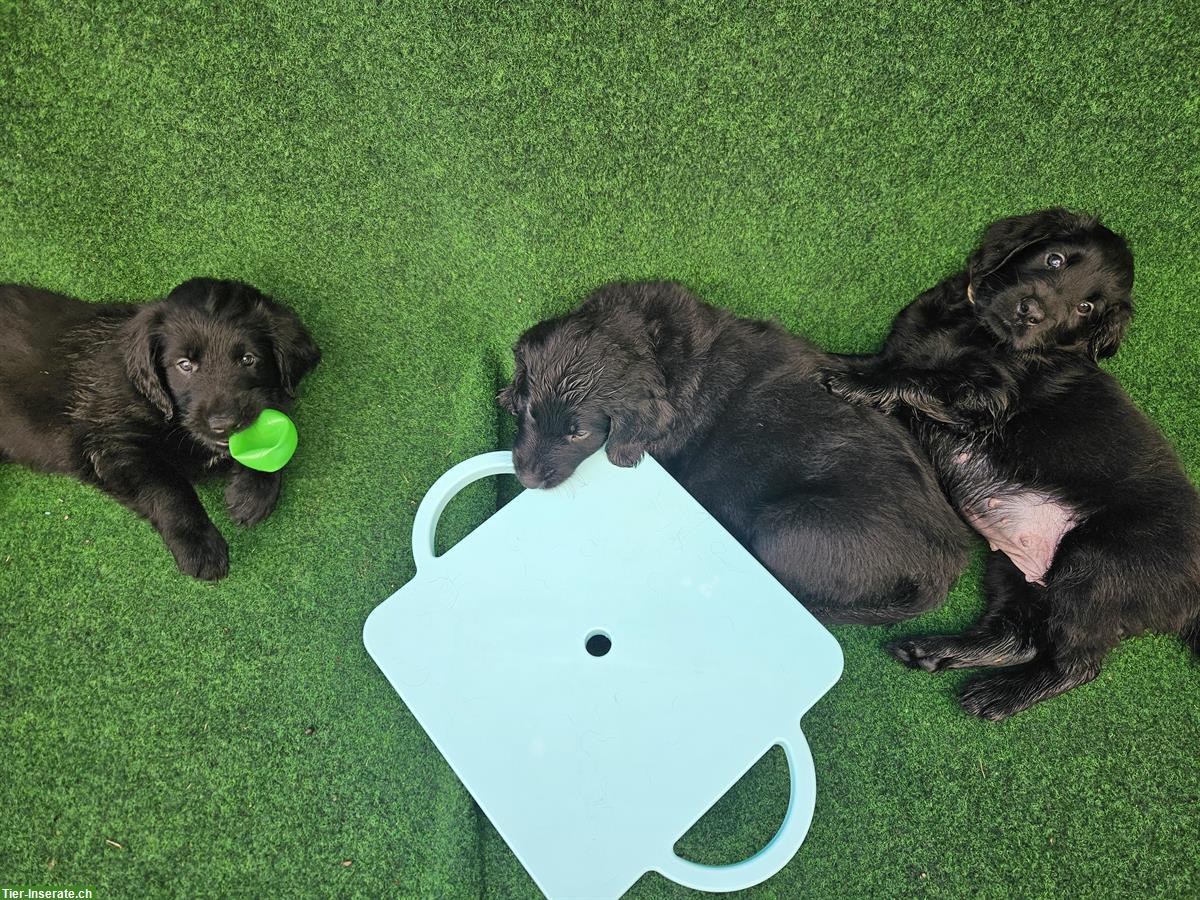 Bild 7: Flat Coated Retriever Welpen zu verkaufen