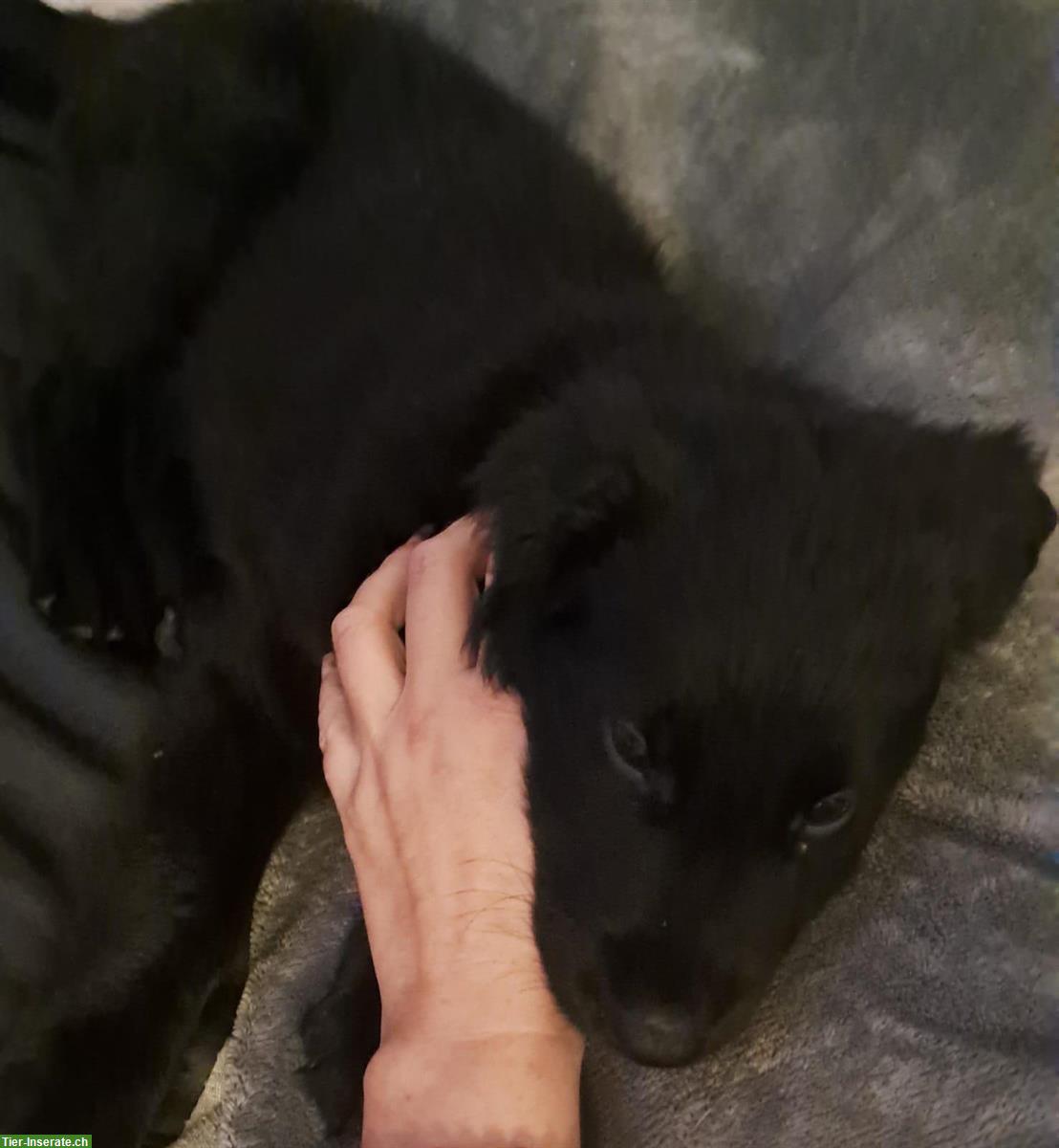 Bild 8: Flat Coated Retriever Welpen zu verkaufen