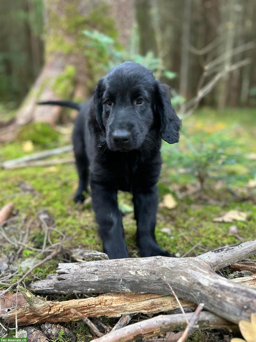 Bild 9: Flat Coated Retriever Welpen zu verkaufen