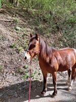 Biete Reitbeteiligung für Freiberger Stute in Malans GR