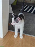 Bauernhof Kätzchen (Kater) abzugeben