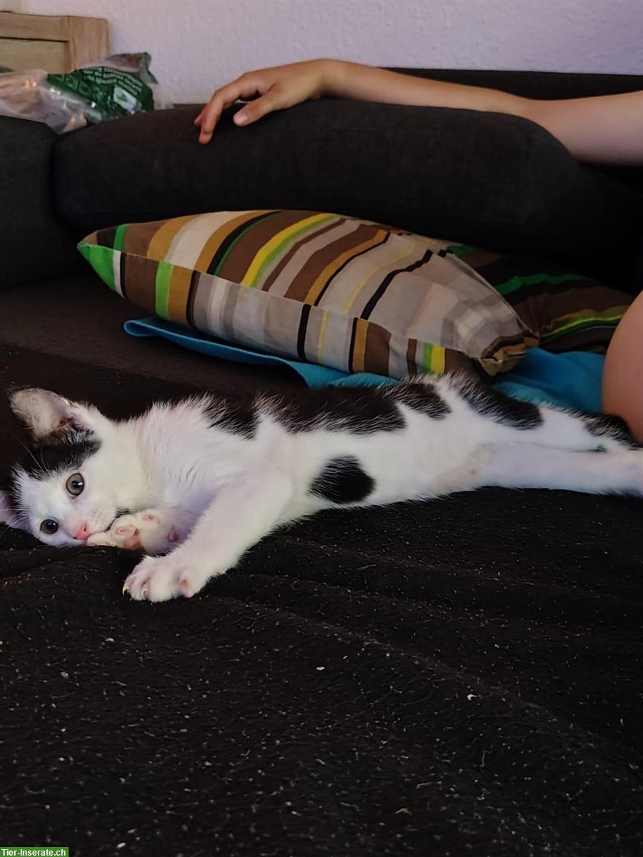 Bild 2: Bauernhof Kätzchen (Kater) abzugeben