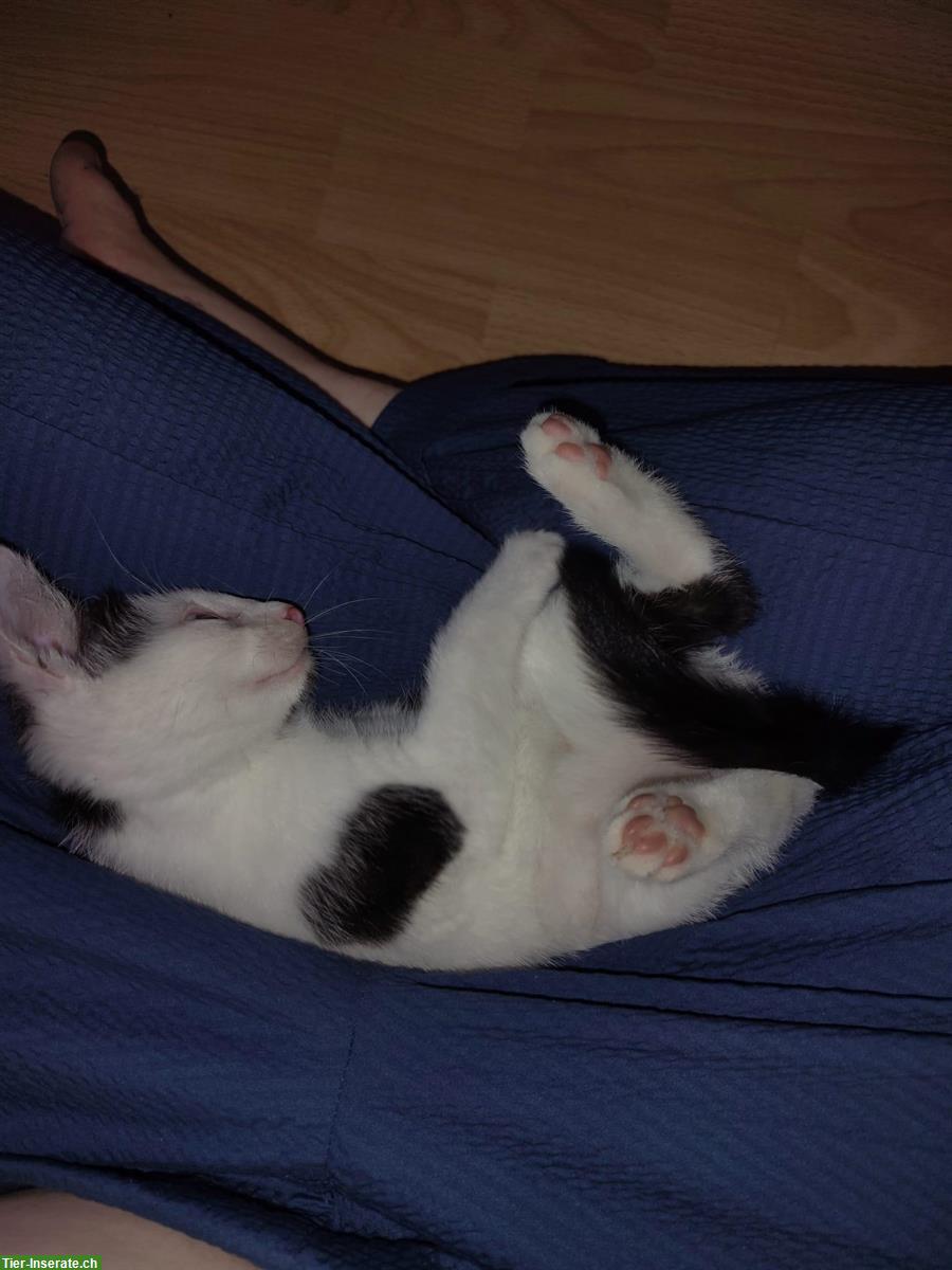 Bild 3: Bauernhof Kätzchen (Kater) abzugeben