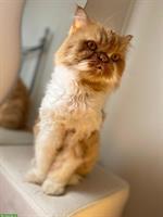 Murphy, ein lieber Perser Kater, 11 Jahre alt