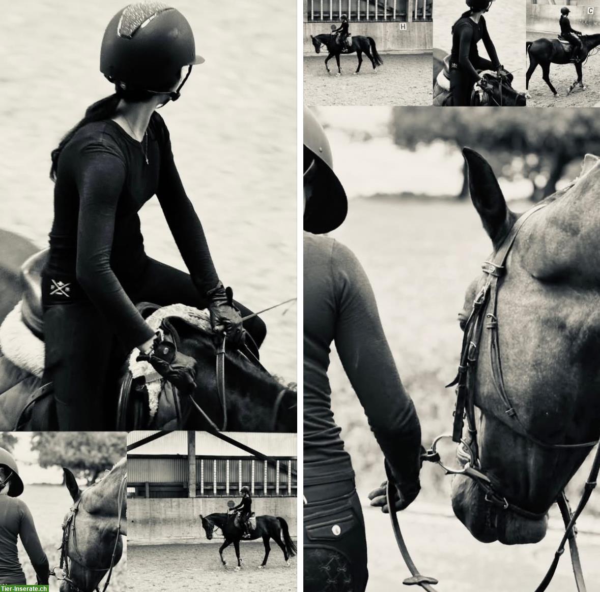 Suche Reitbeteiligung im Zürcher Oberland